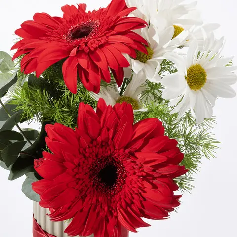 Papatya ve gerbera - sadakat ve neşenin kır çiçeği temsilcileri