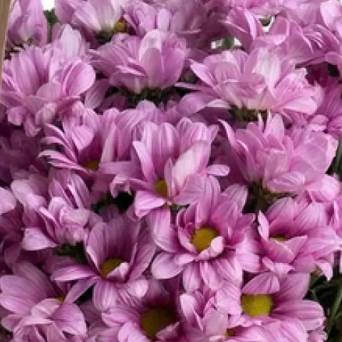 Pembe papatya - korumacı sevginin sade ifadesi